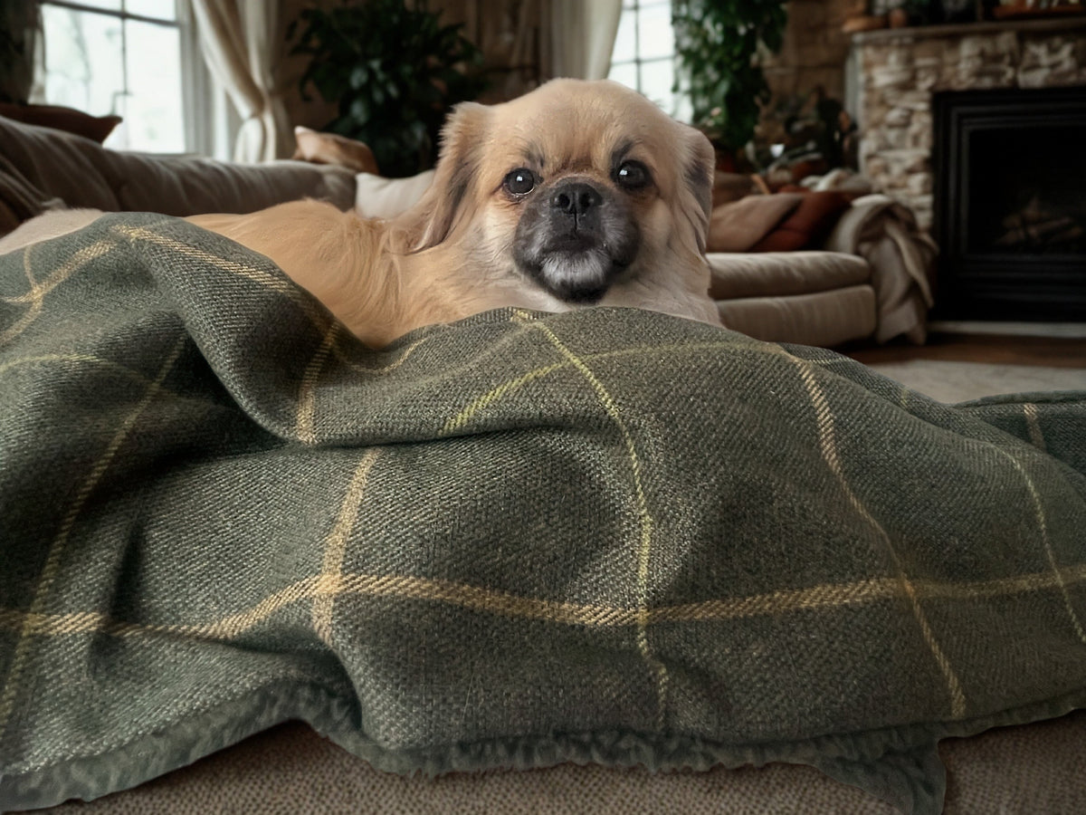 Forest green check dog blanket by The Artisan Dog Co