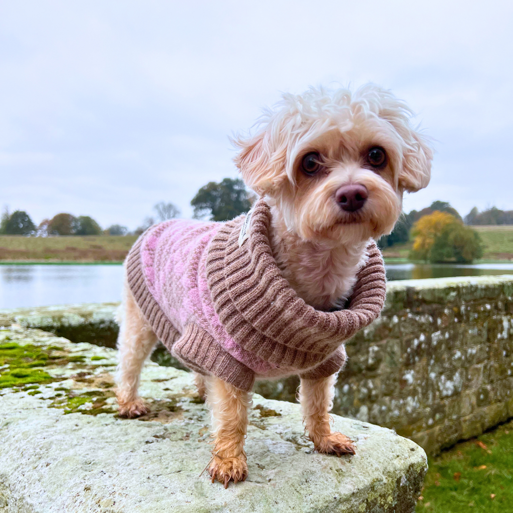 Pink Argyle Dog Jumper In Merino Lambswool