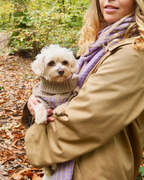 Purple Dog Jumper in Pure Merino Lambswool
