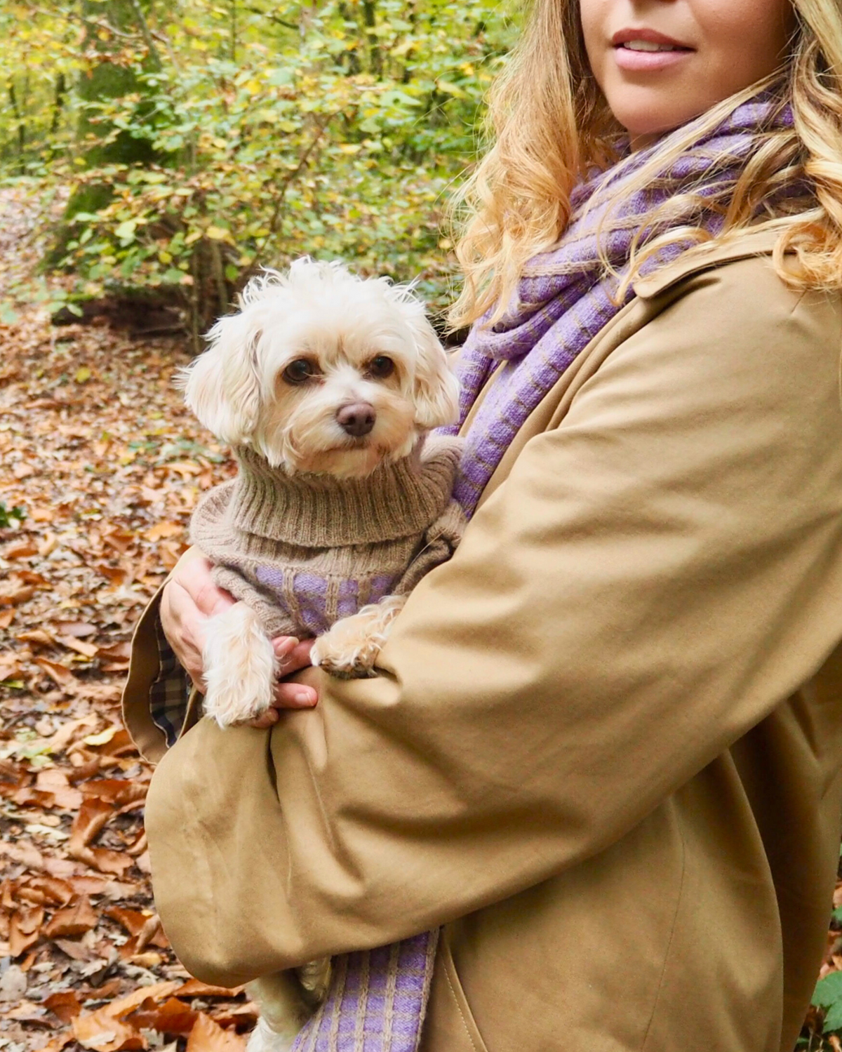 Purple Dog Jumper in Pure Merino Lambswool
