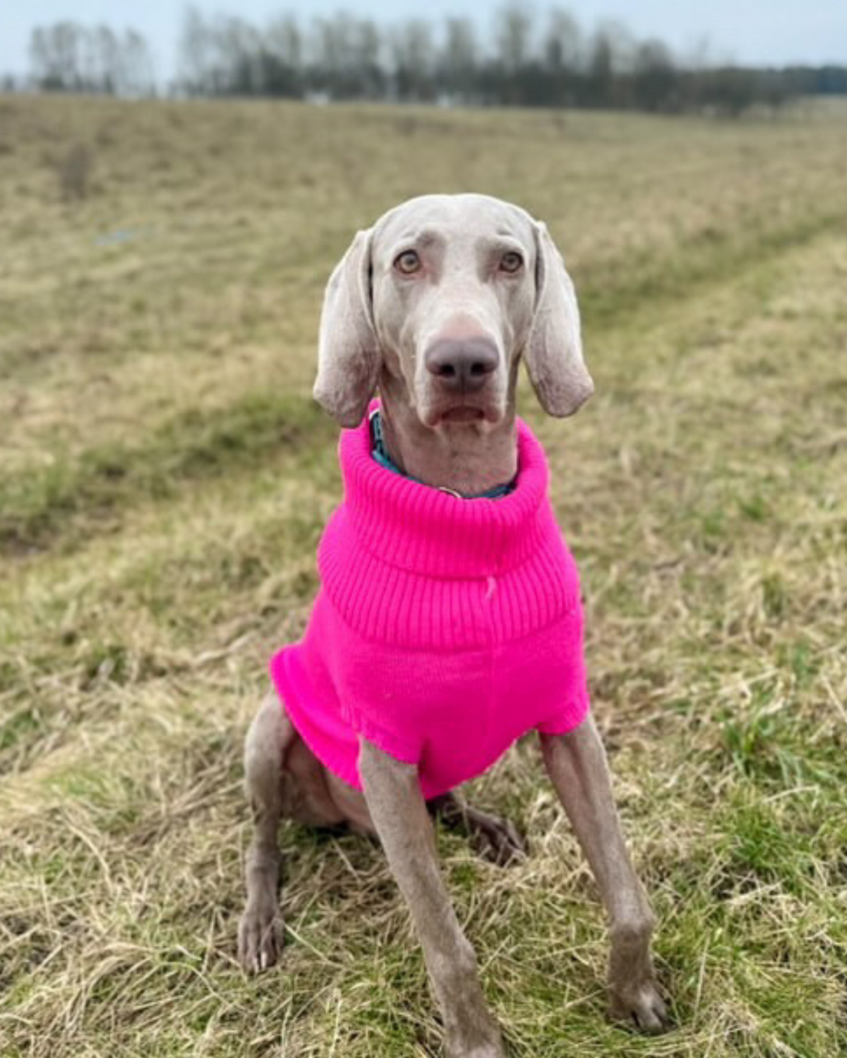 Extra Large British Wool Dog Jumper