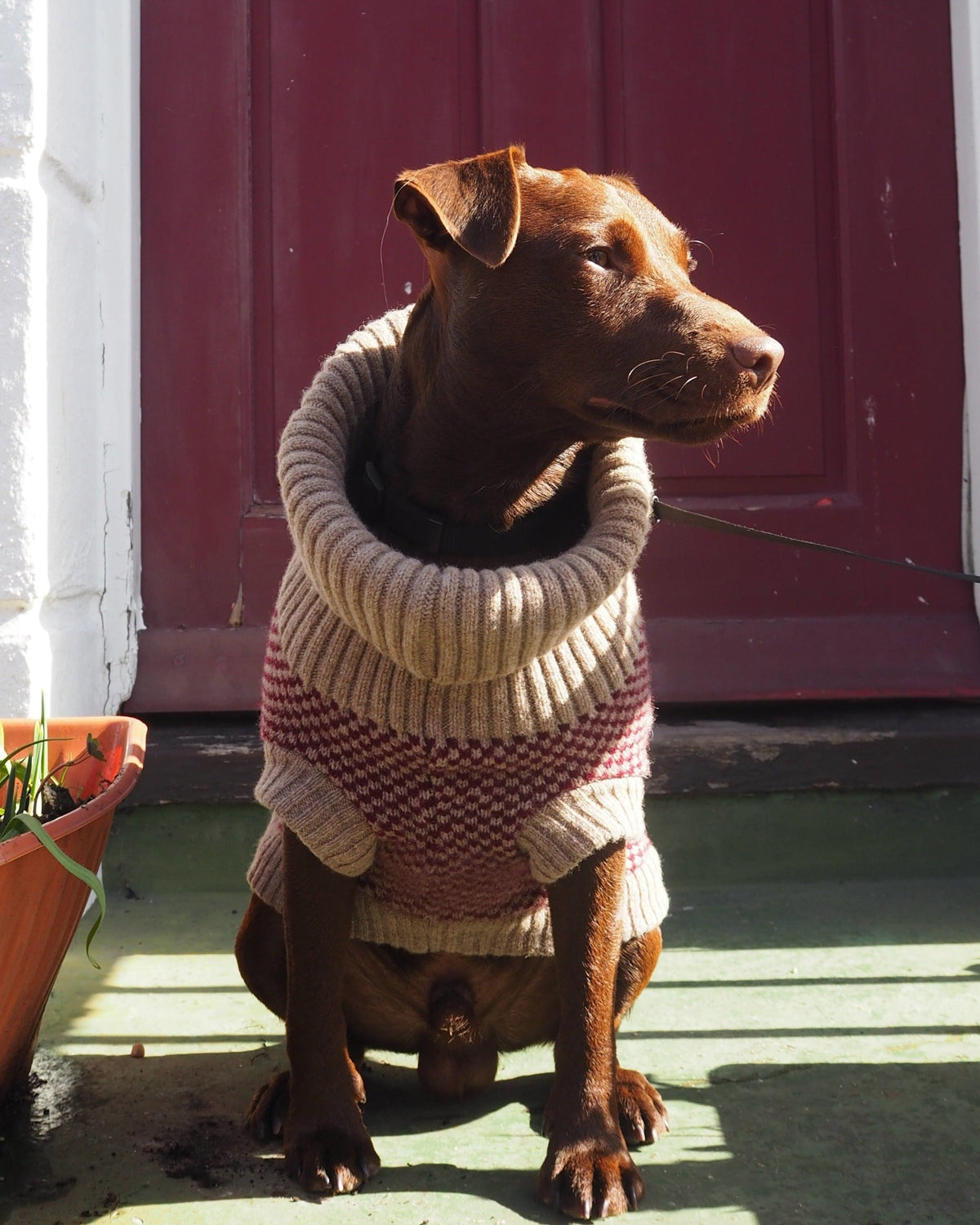 Burgundy Merino Lambswool Dog Jumper