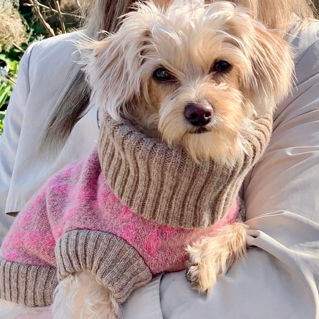 Pink Argyle Dog Jumper In Merino Lambswool