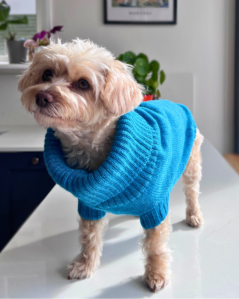 Cerulean Blue British Wool Dog Jumper