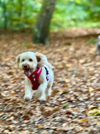 Rugged Rover™ Harness - Berry Red