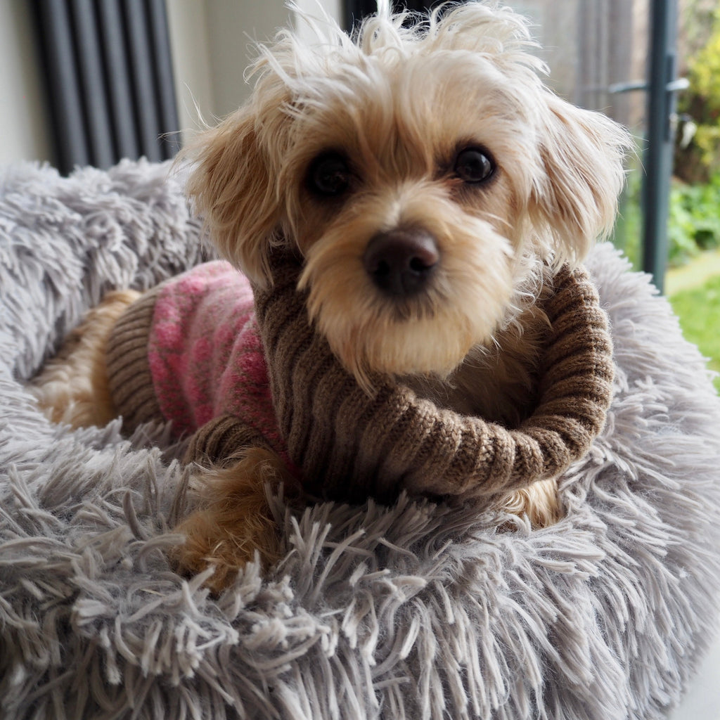 Pink Argyle Dog Jumper In Merino Lambswool