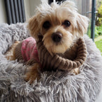Pink Argyle Dog Jumper In Merino Lambswool