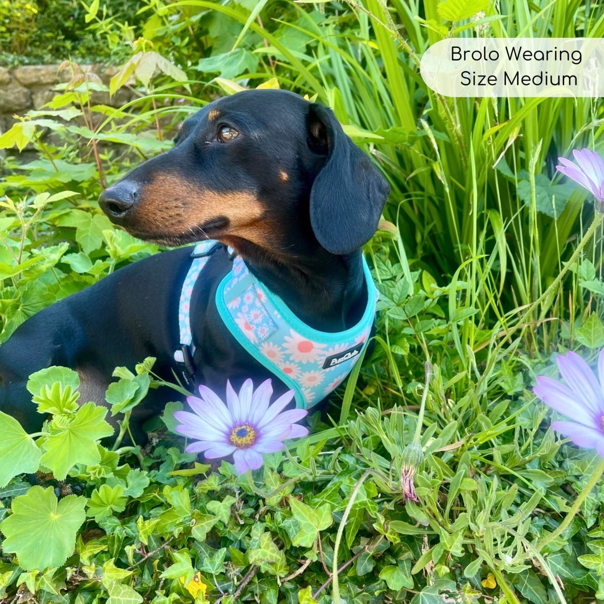Adjustable Harness - Pastel Daisy