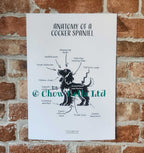 Anatomy of a Cocker Spaniel Print