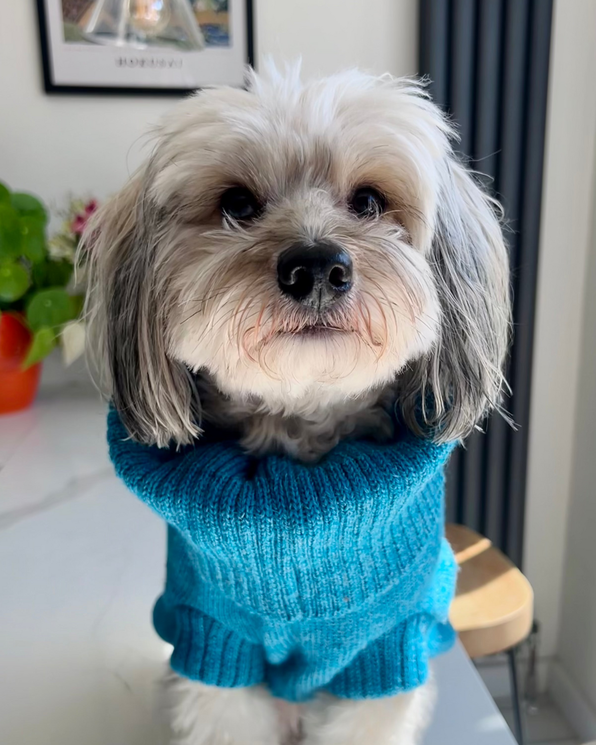 Cerulean Blue British Wool Dog Jumper