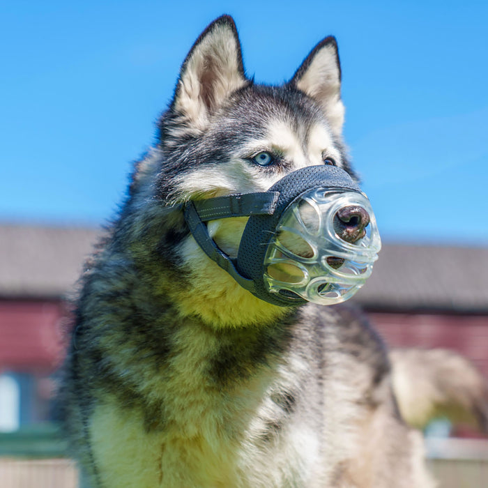 Baskerville Invisa Basket Muzzle