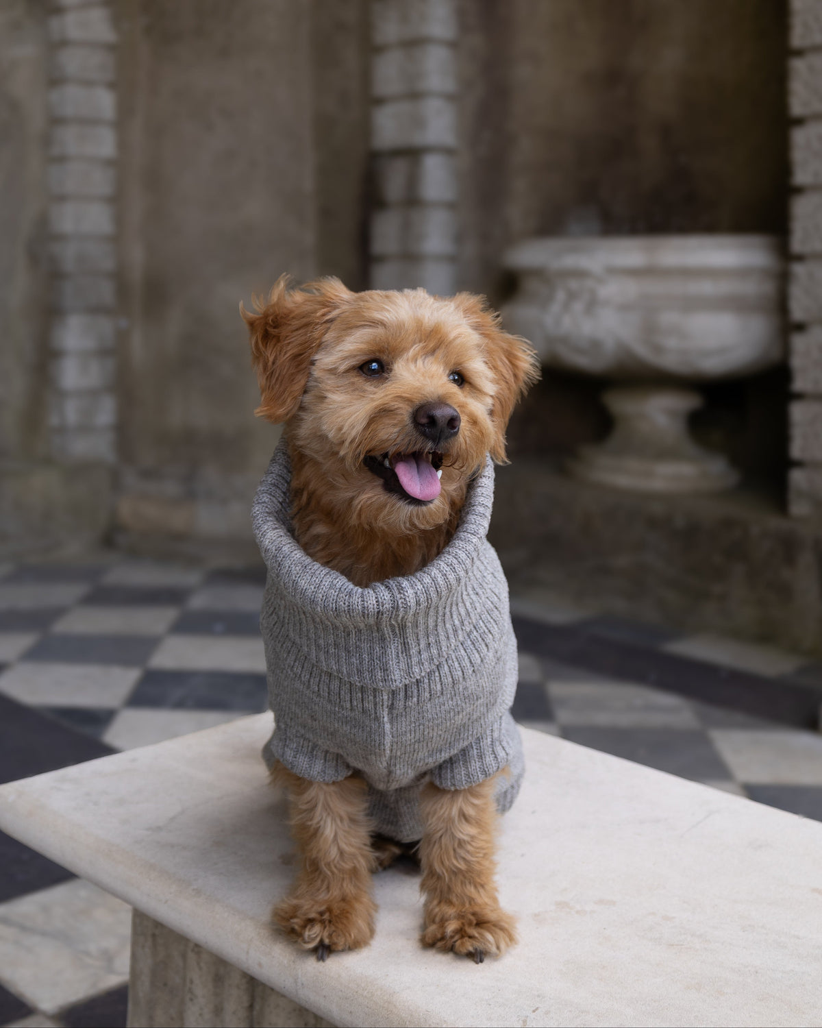Oatmeal British Wool Dog Jumper