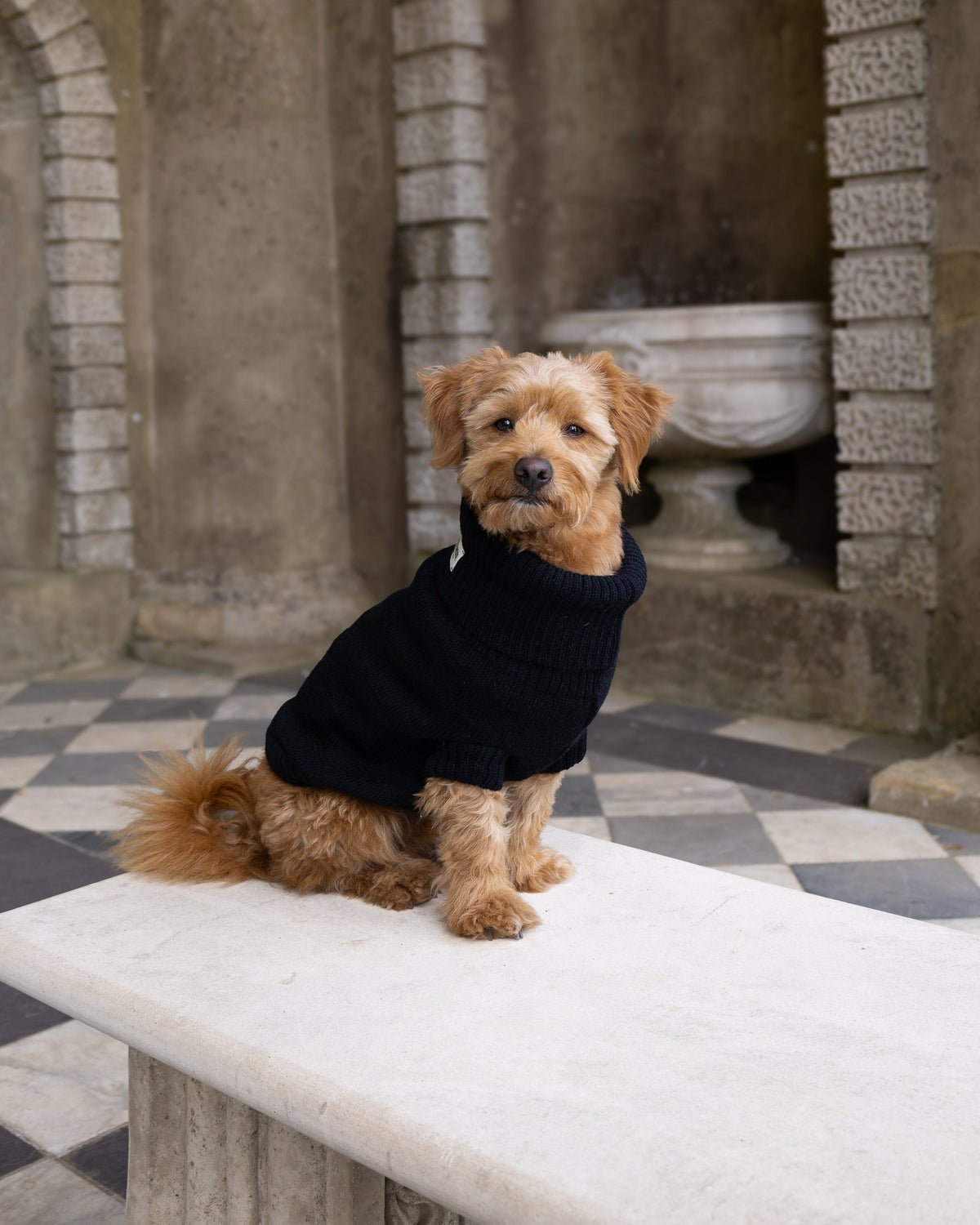 Black British Wool Dog Jumper