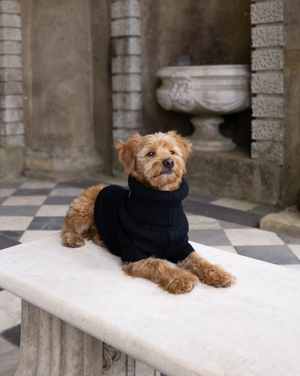 Black British Wool Dog Jumper