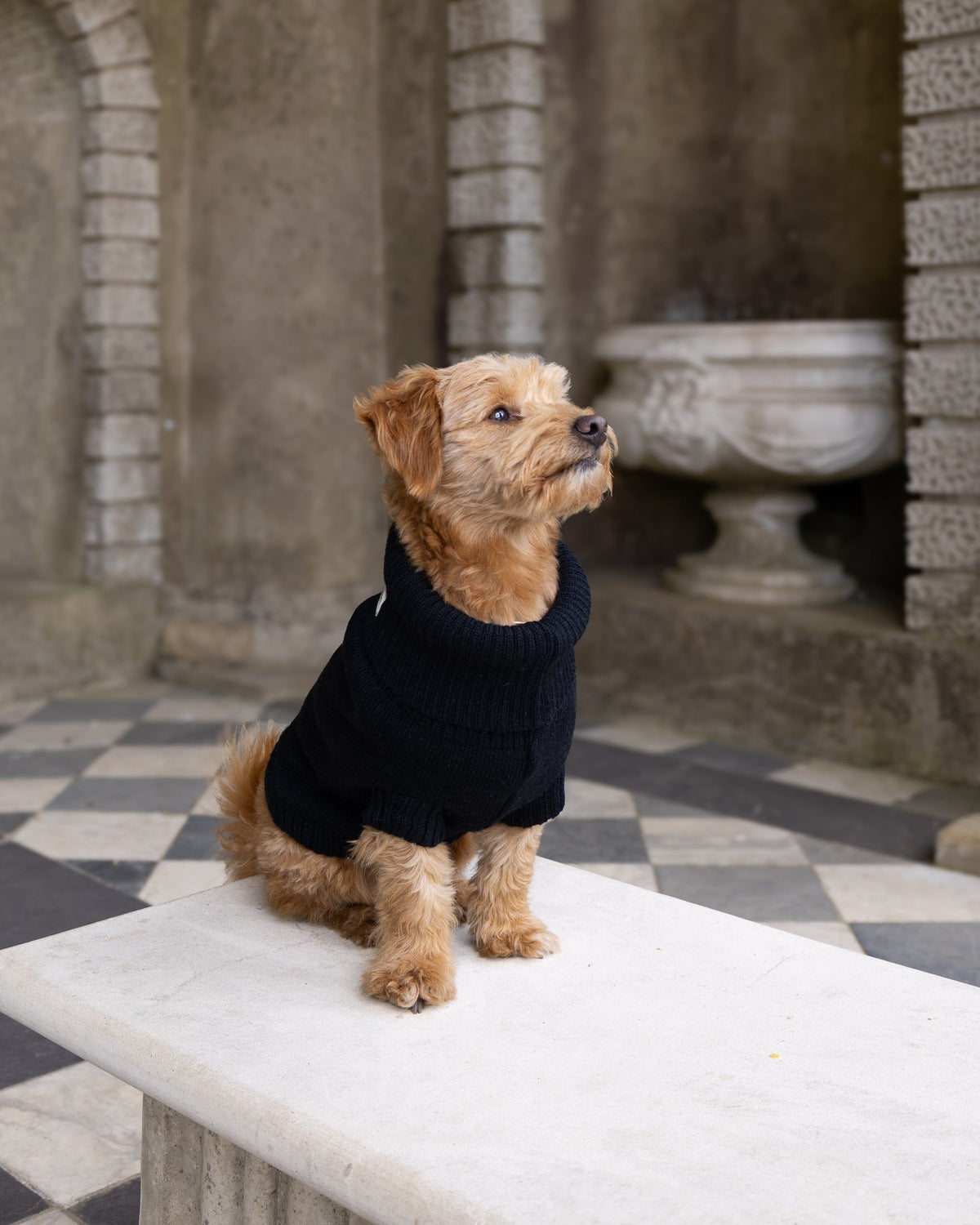 Black British Wool Dog Jumper