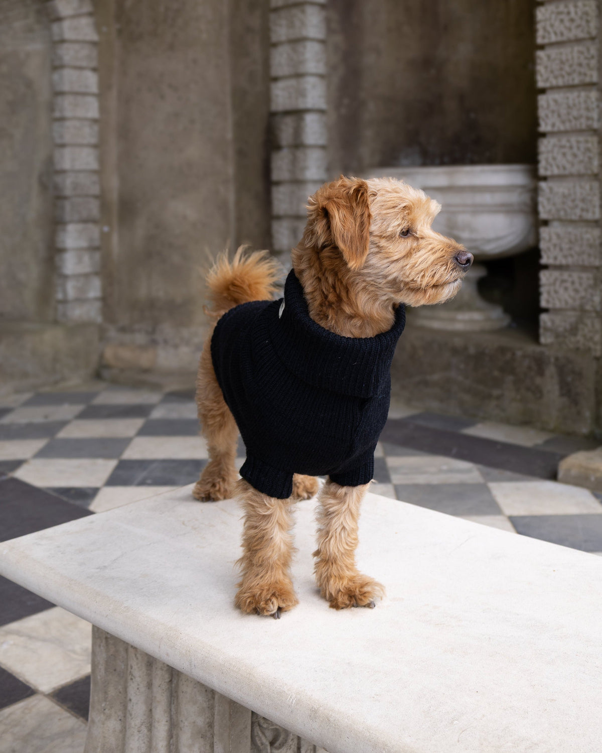 Black British Wool Dog Jumper
