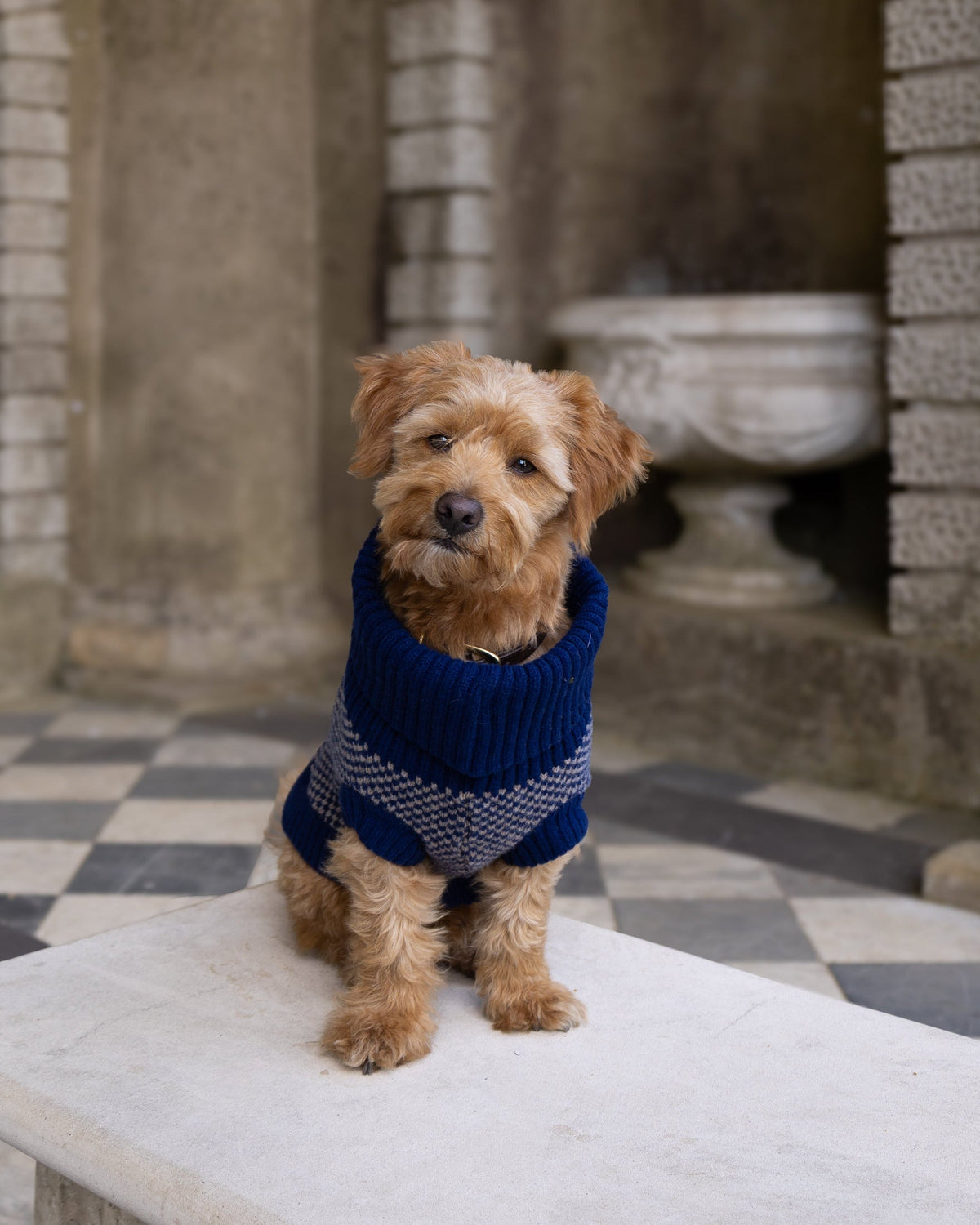Navy Dog Jumper In Merino Lambswool