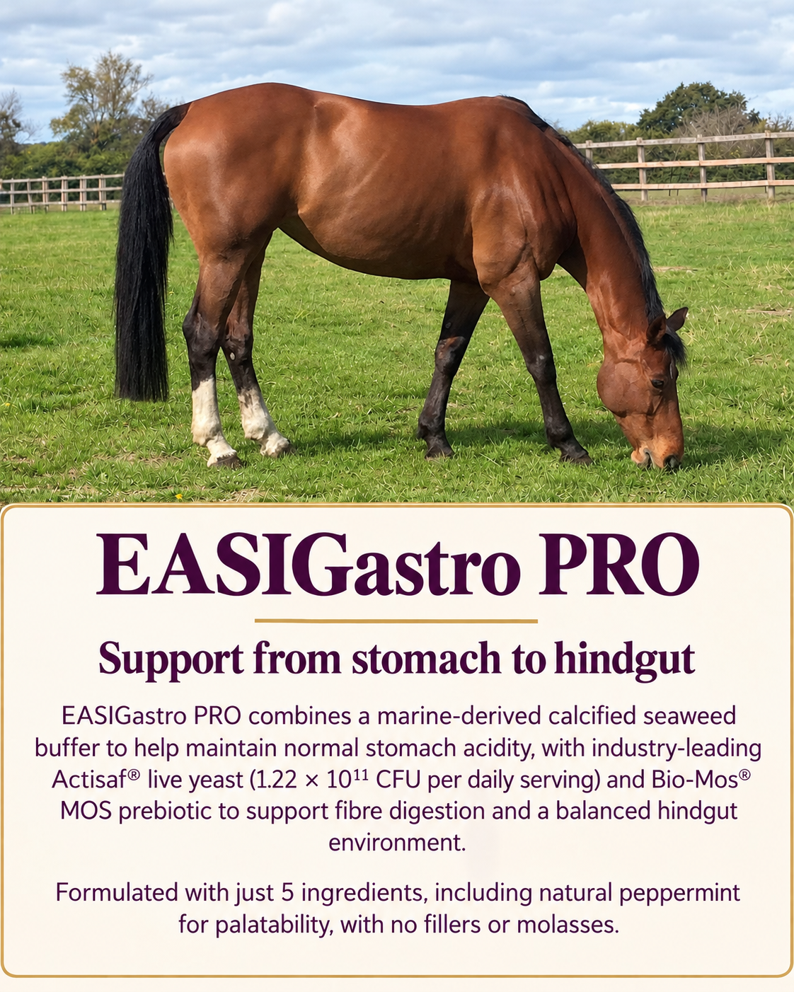 EASIGASTRO Pro
