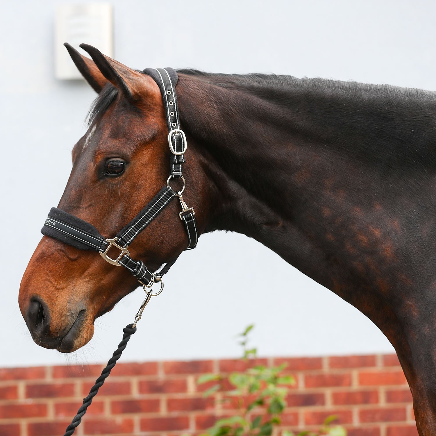 Equilibrium Stellar Style Headcollar Black