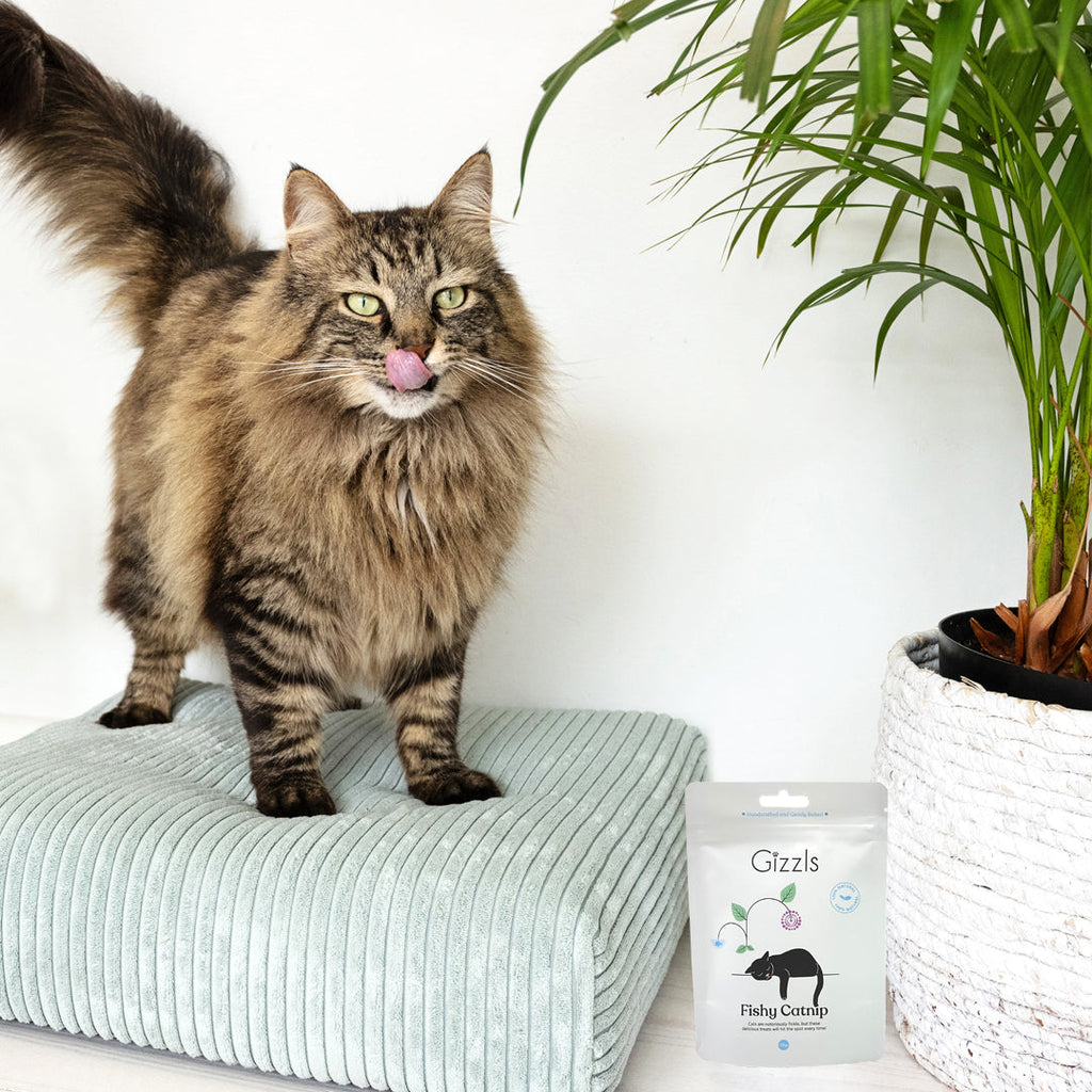 Fishy Catnip Cat Treats