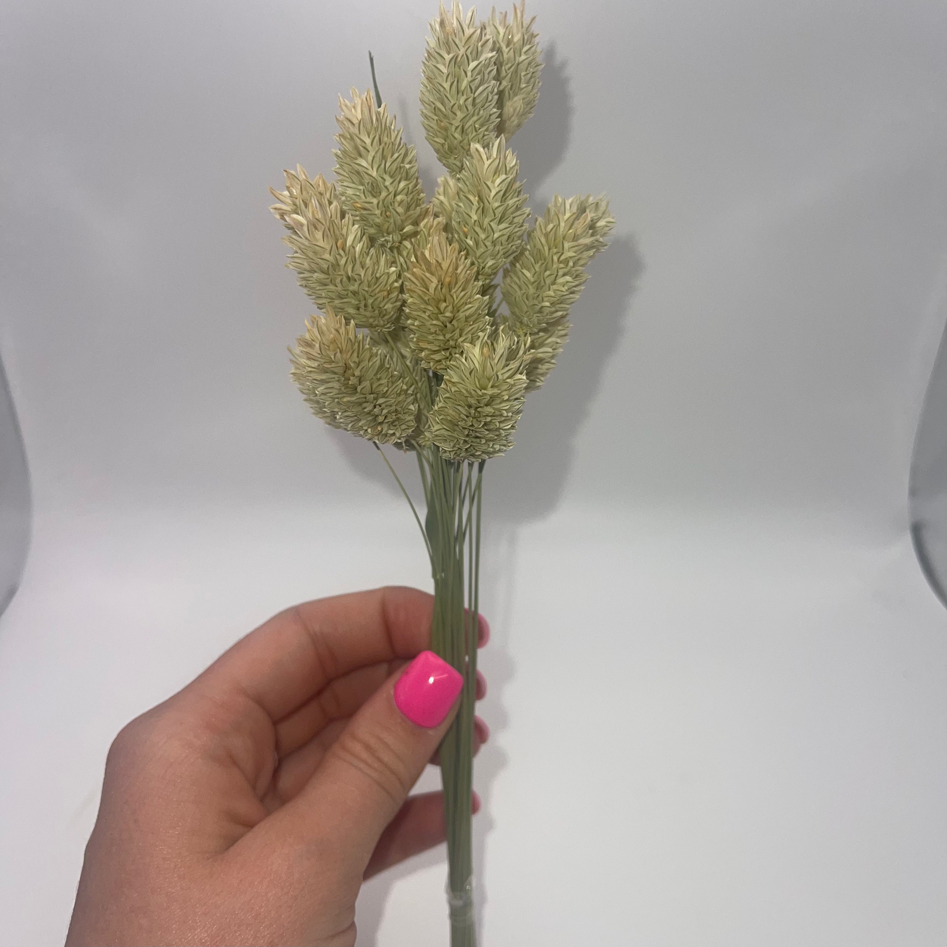 Phalaris spray