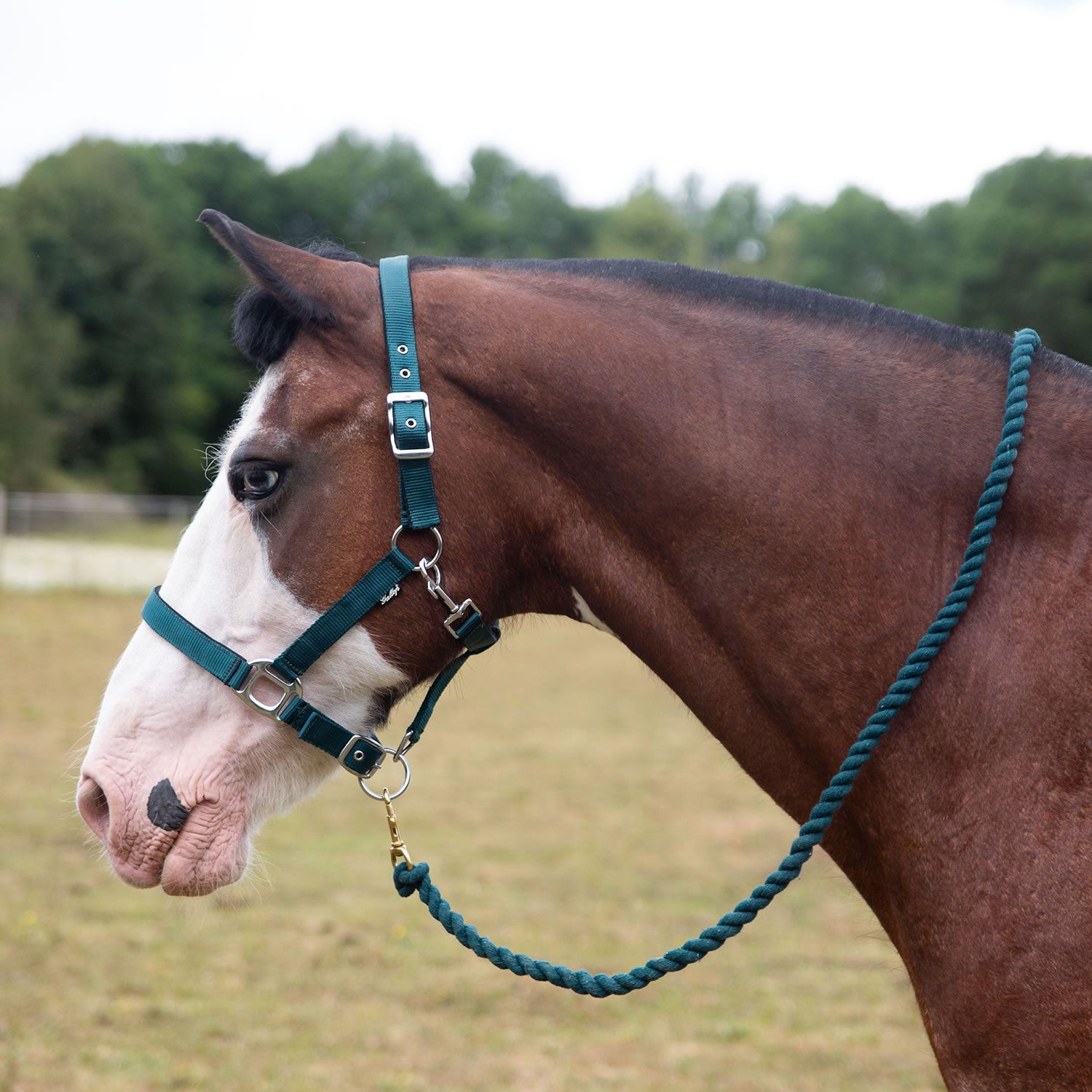 Gallop Premium Padded Headcollar with Lead Rope Green