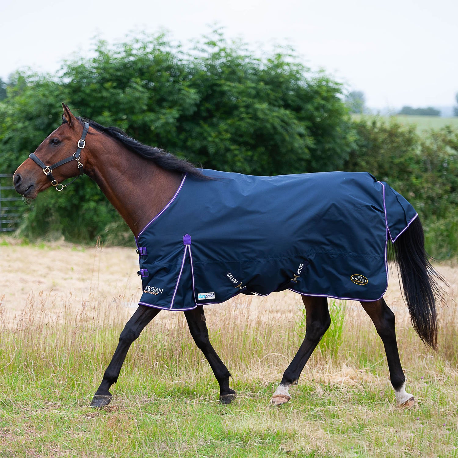 Gallop Trojan Duraproof 5-point Std Lightweight Turnout Navy