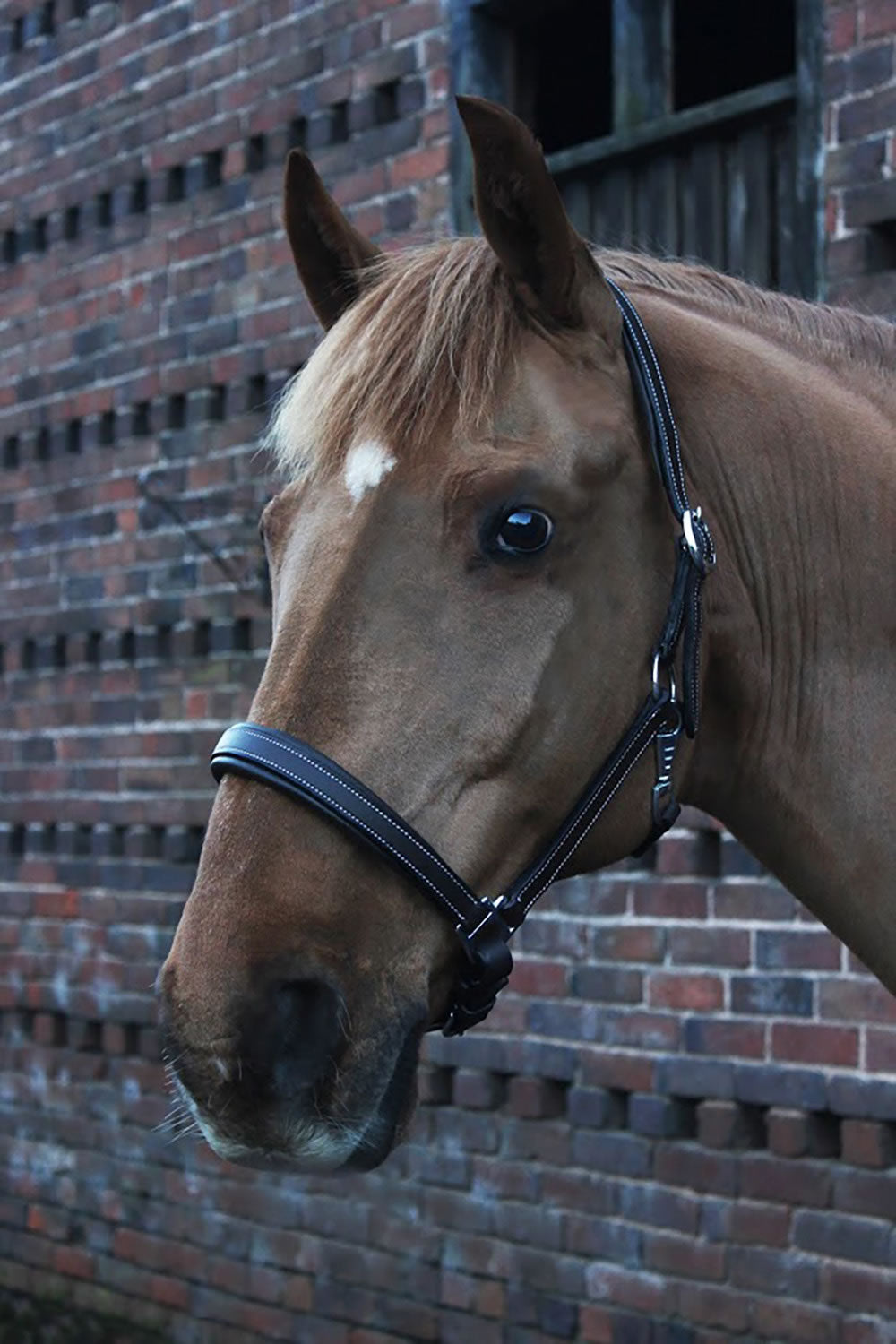 Gallop Premium Padded Leather Headcollar Brown