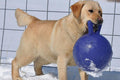 Jolly Pets Tug-n-toss Purple