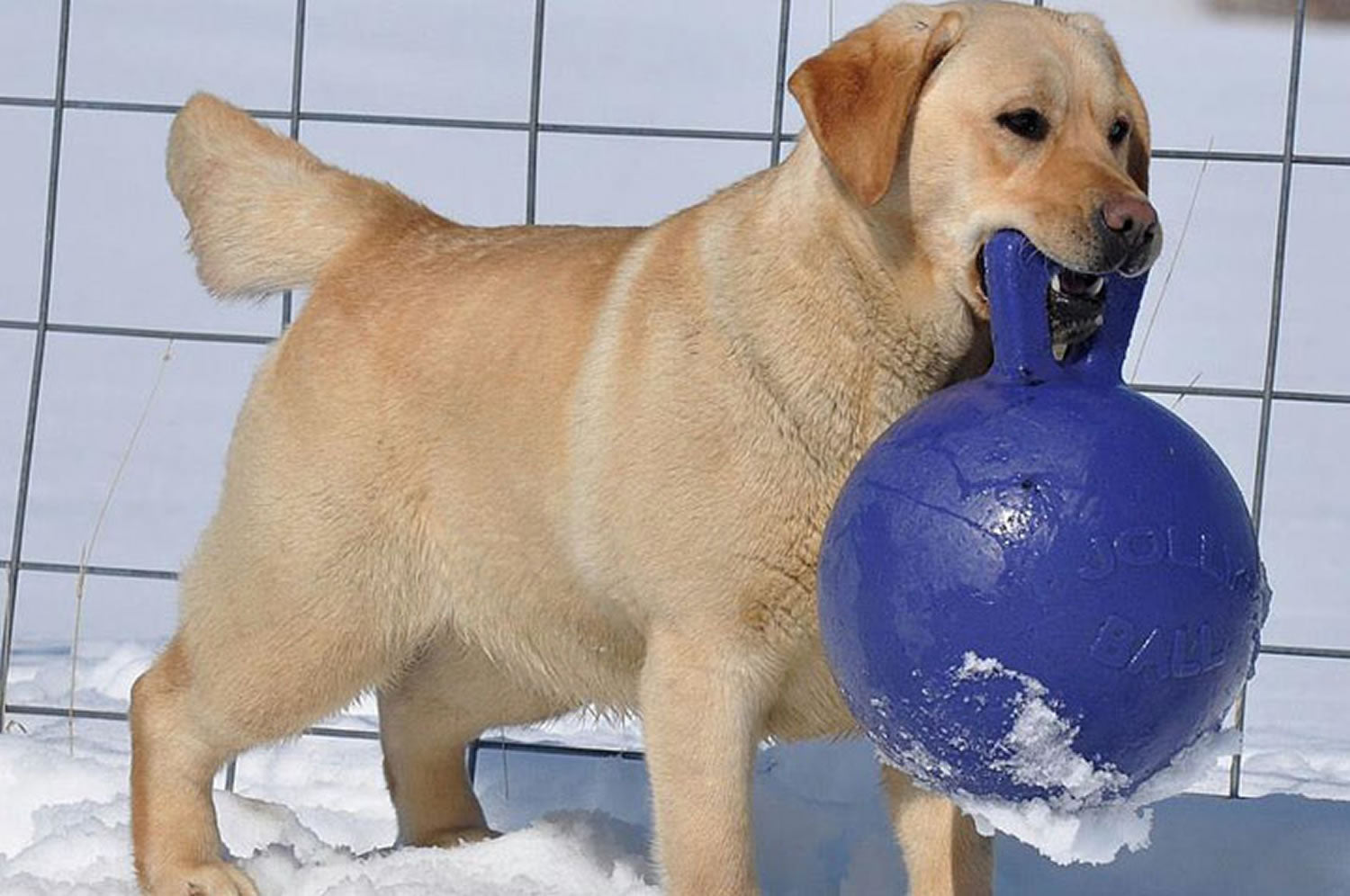 Jolly Pets Tug-n-toss Purple