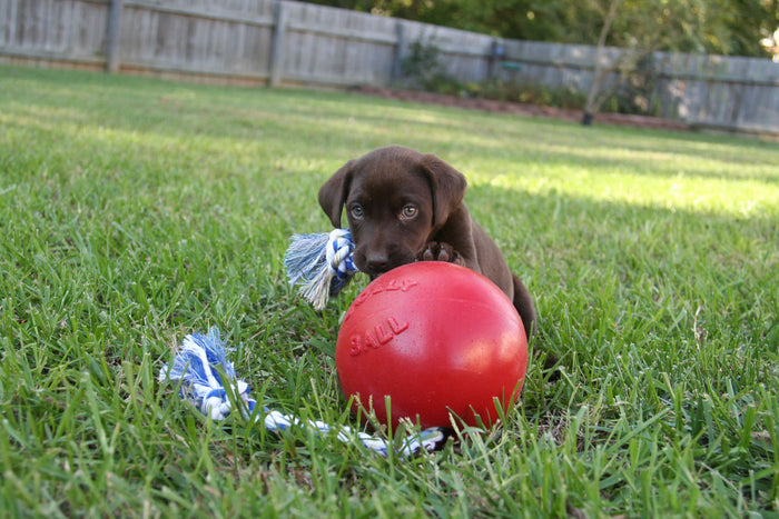 Jolly Pets Romp-n-roll Red