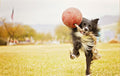 Jolly Pets Romp-n-roll Orange