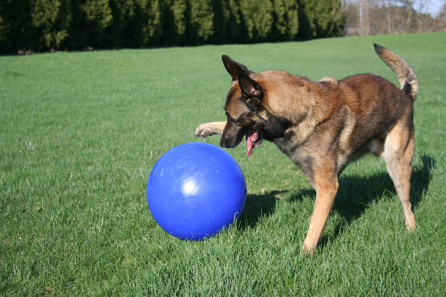 Jolly Pets Push-n-play Blue