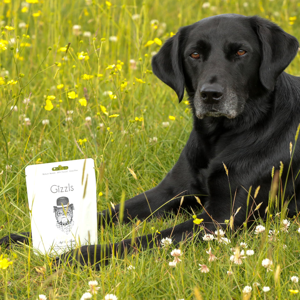 Calming Soft Dog Treats