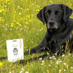 Calming Soft Dog Treats