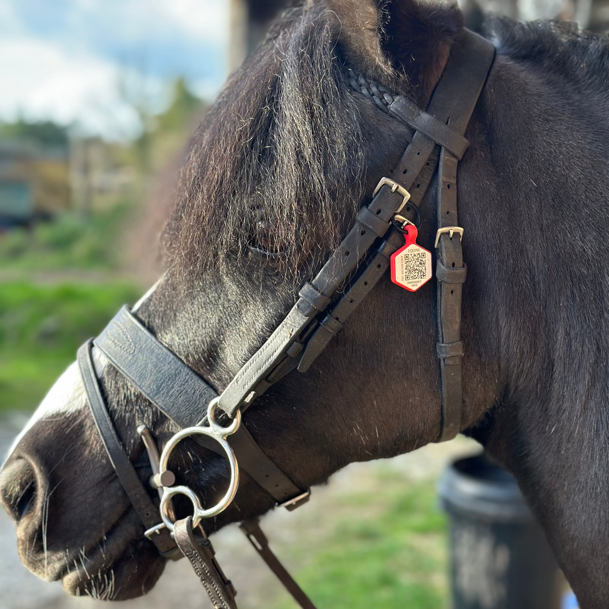 Equine Emergency Tags