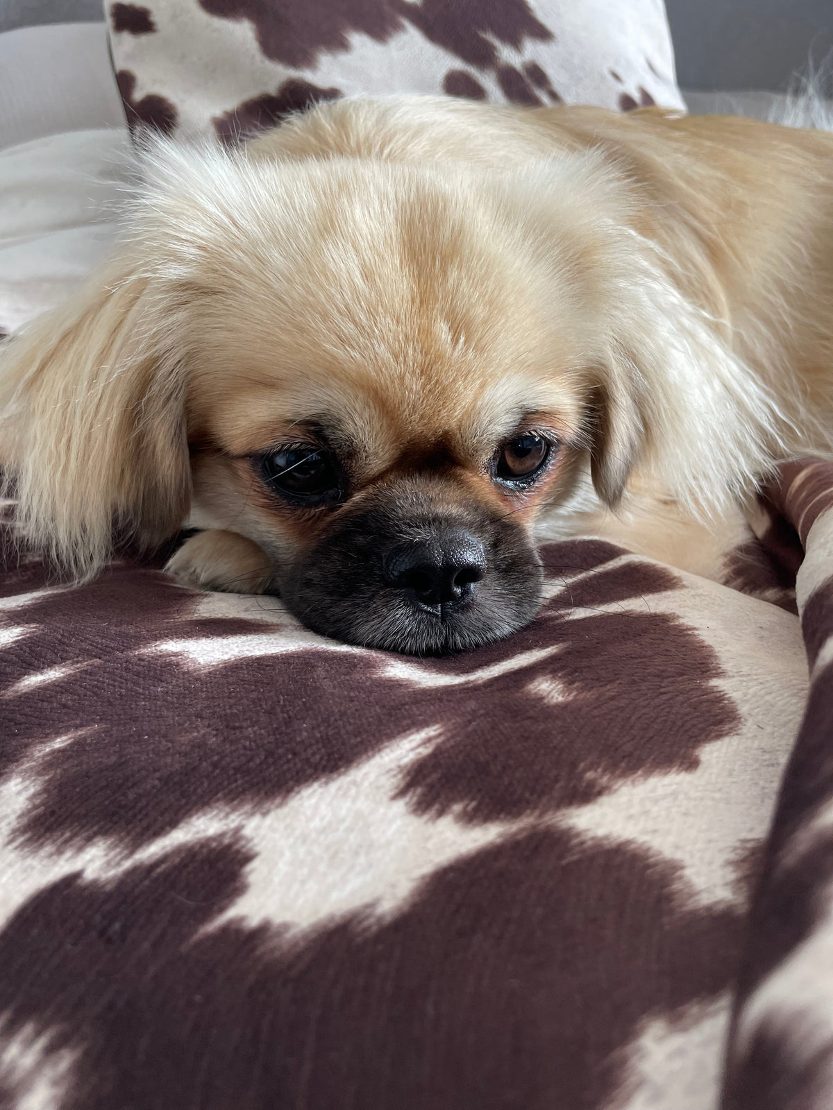Luxury Faux Cowhide Dog Daybed with Removable Cover – Handmade in Devon
