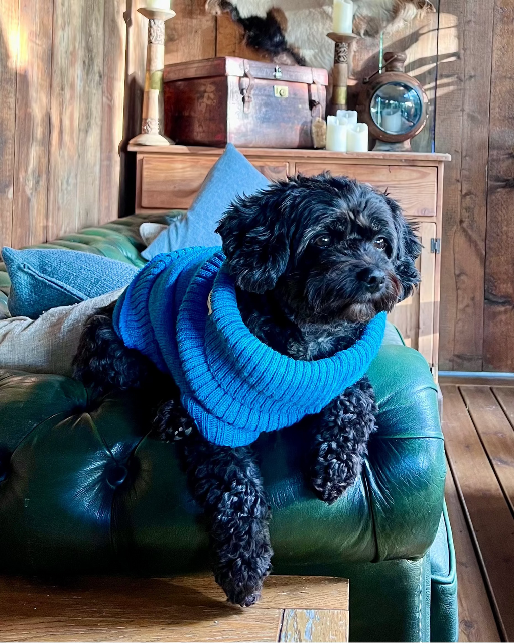Cerulean Blue British Wool Dog Jumper