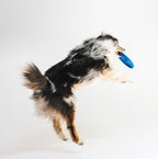 Joint & Mobility Dog Treats