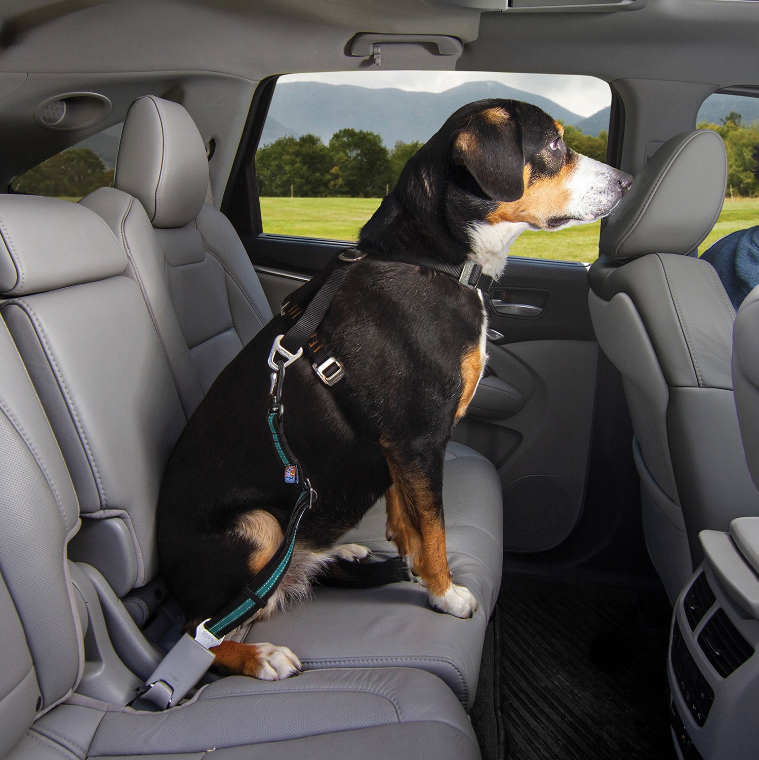 Kurgo Direct to Seatbelt Swivel Tether