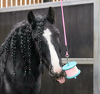 Horse enjoying a Likit Refill