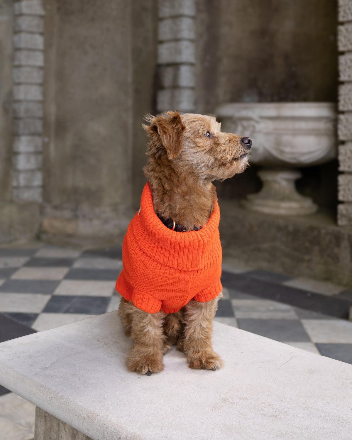 Lava Orange British Wool Dog Jumper