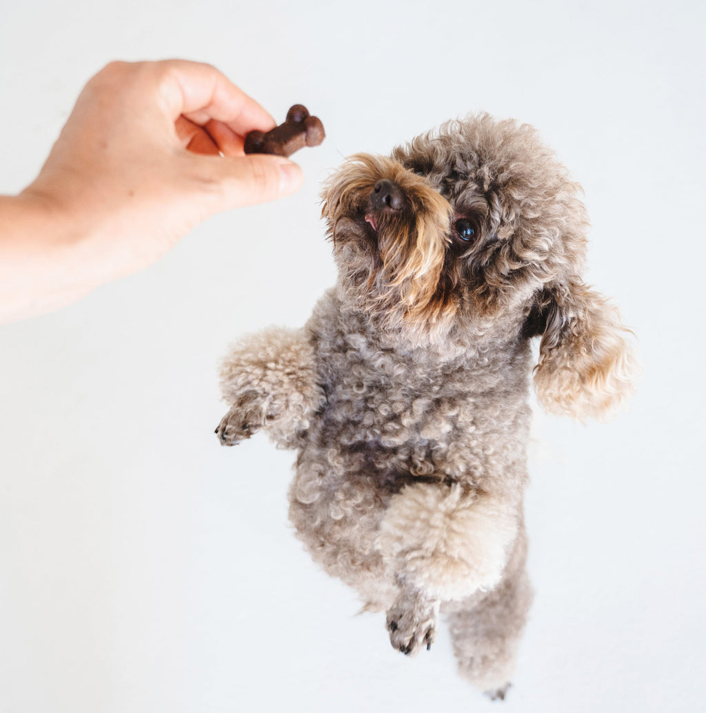 Soft Bites Treat Bundle (300g)