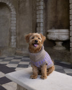Purple Dog Jumper in Pure Merino Lambswool