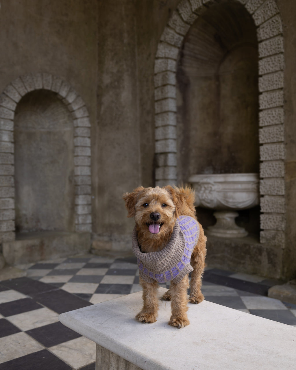 Purple Dog Jumper in Pure Merino Lambswool