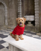 Cherry Red British Wool Dog Jumper
