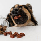 Soft Bites Treat Bundle (150g)