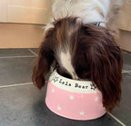 Springer Spaniel Bowl