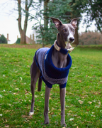 Navy Dog Jumper In Merino Lambswool
