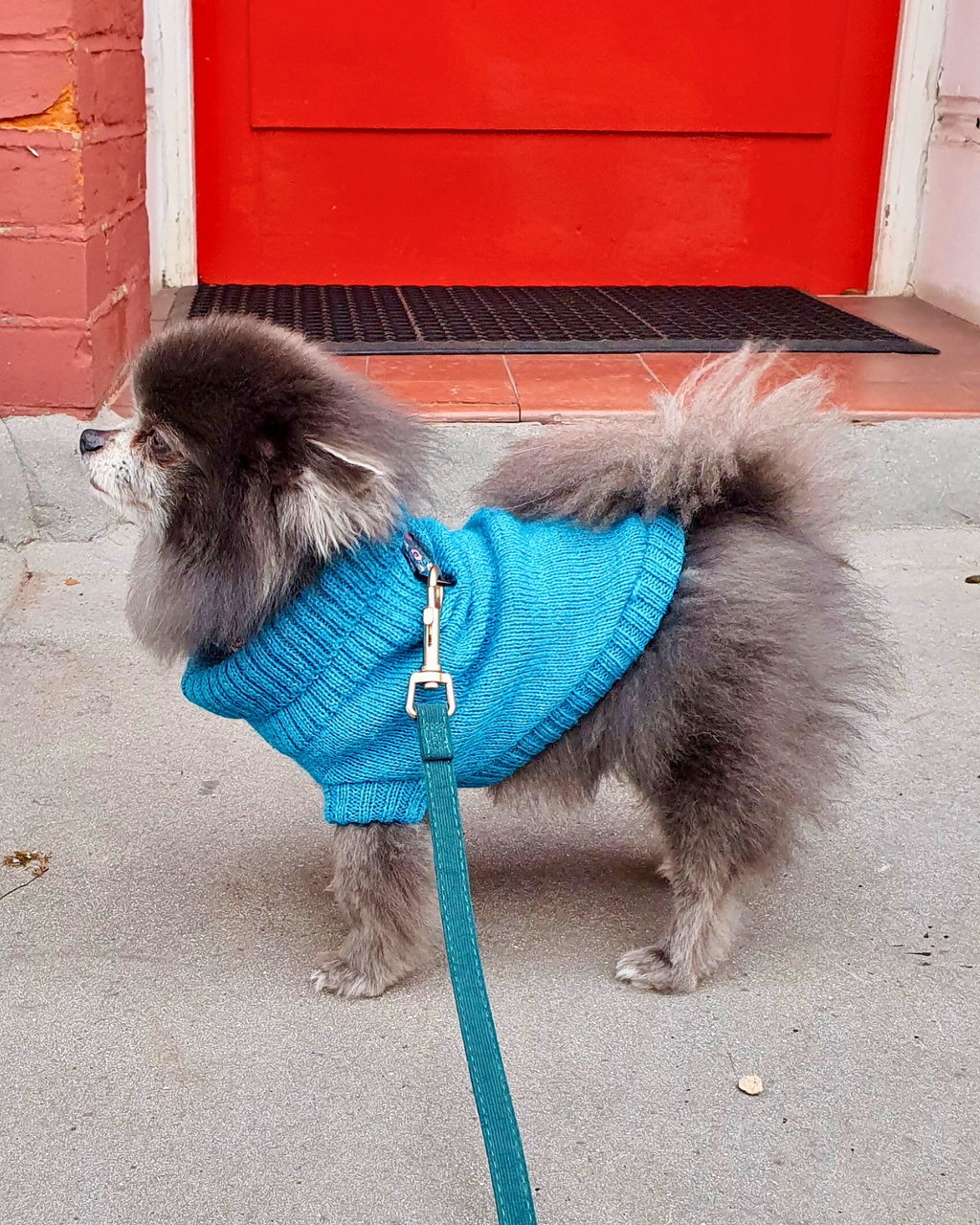 Cerulean Blue British Wool Dog Jumper